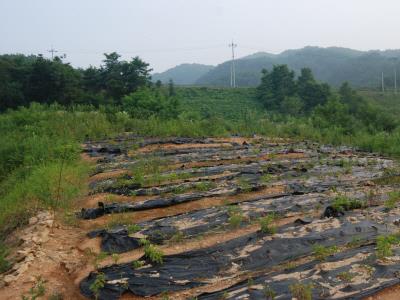 천남동 사리골 고분(1) 썸네일 이미지