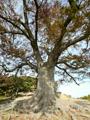 가림성 느티나무 정면 썸네일 이미지