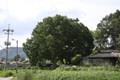상노리 느티나무 썸네일 이미지