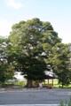 용성리 느티나무 썸네일 이미지